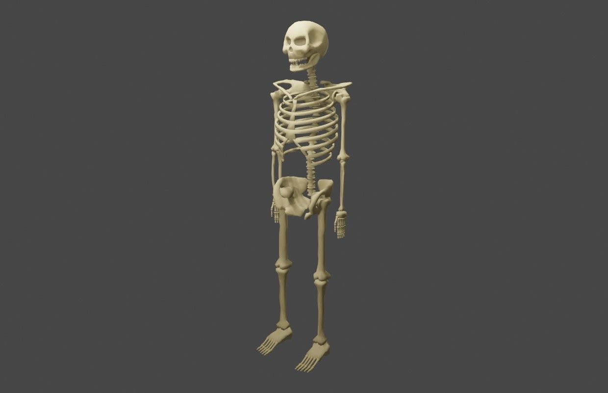 Basic Skeleton - Skull - Esqueleto 3D model_6