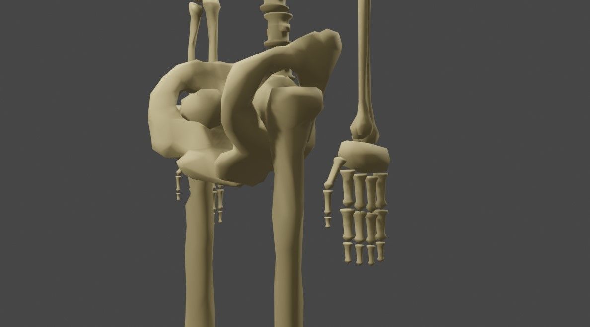 Basic Skeleton - Skull - Esqueleto 3D model_17