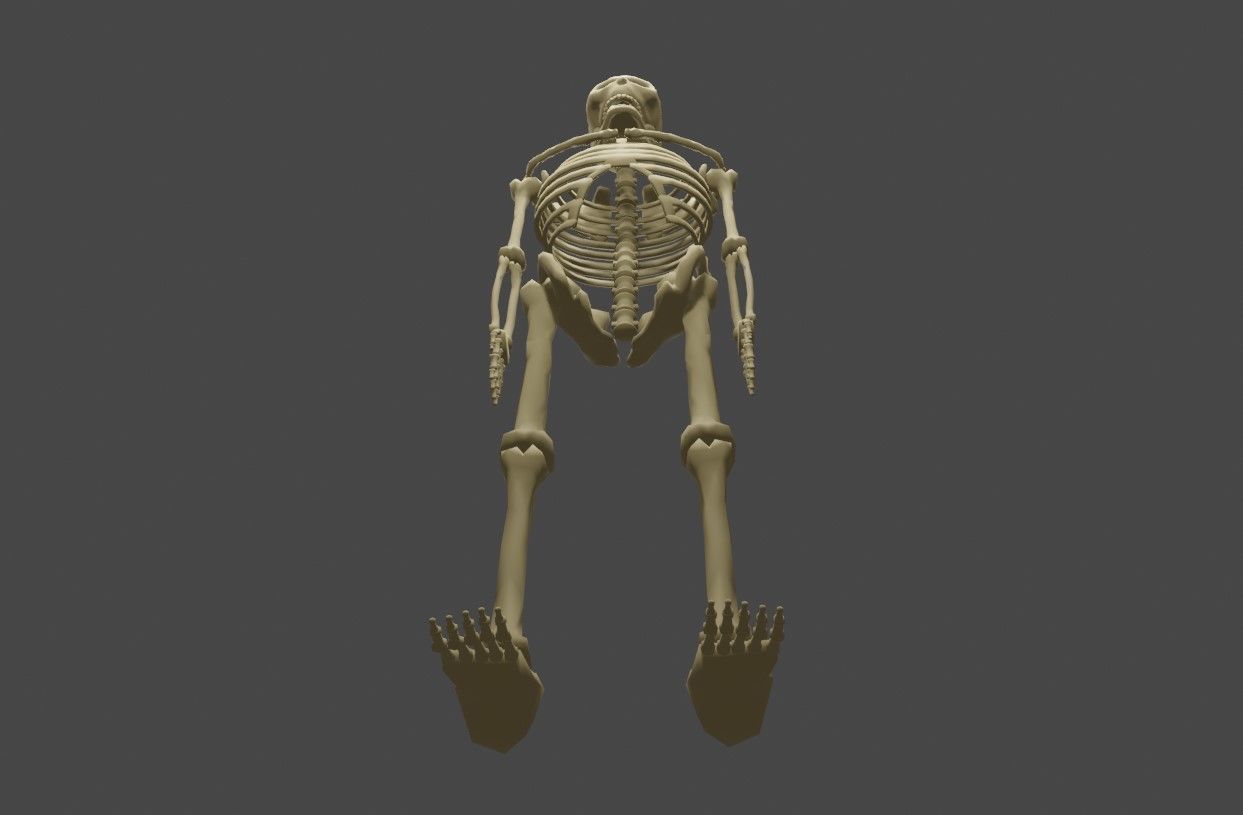 Basic Skeleton - Skull - Esqueleto 3D model_16