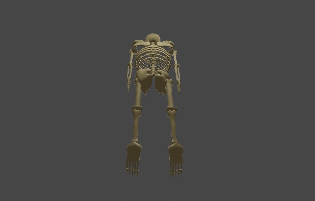 Basic Skeleton - Skull - Esqueleto 3D model_15