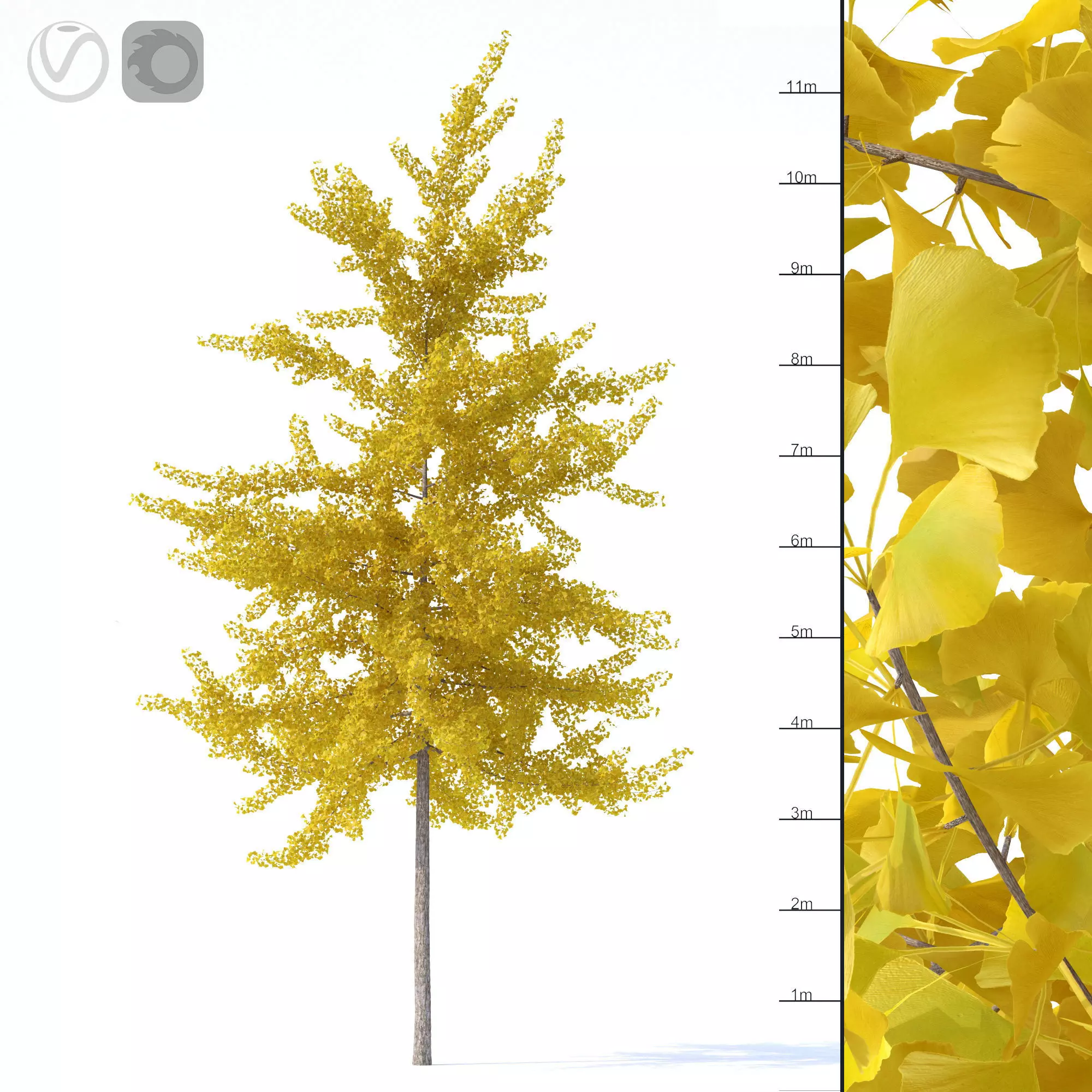 Ginkgo biloba tree 12m 3D model