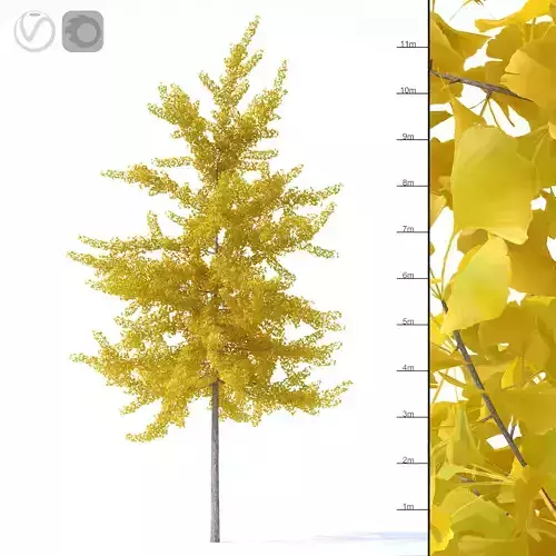 Ginkgo biloba tree 12m 3D model