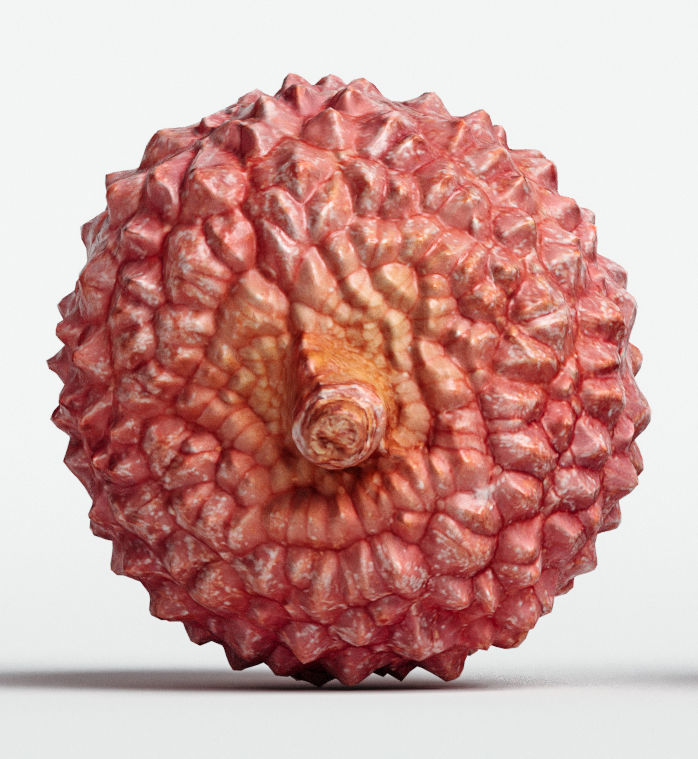 Litchi 3D model_5