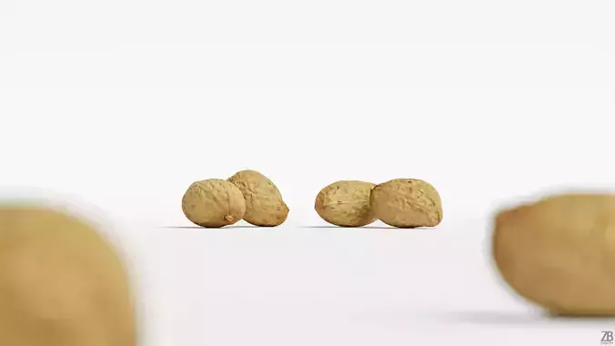 Peanut 3D model