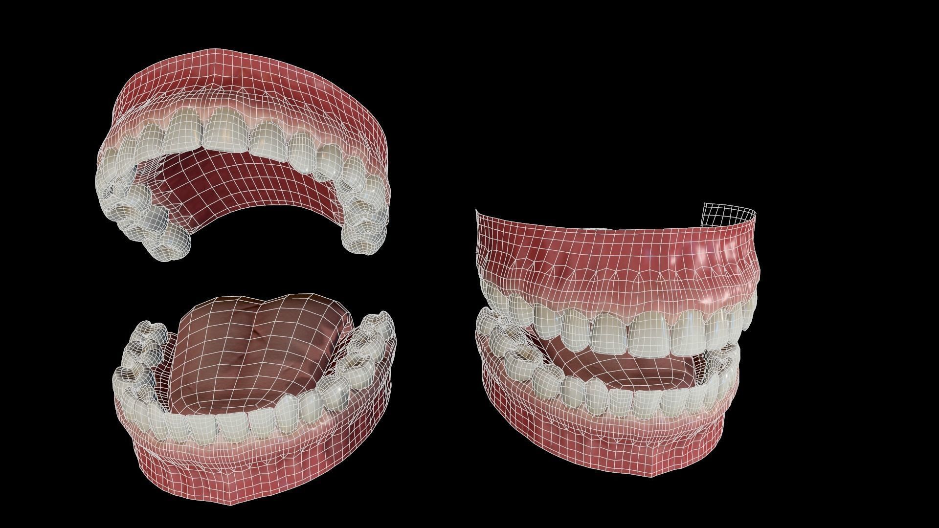 Realistic Teeth base mesh Low-poly 3D model_3