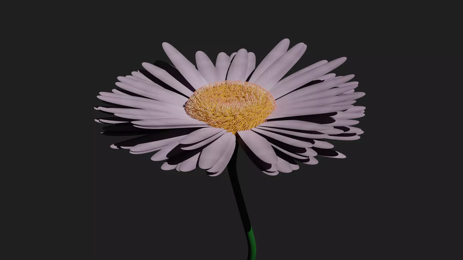 Purple Daisy 3D model_0