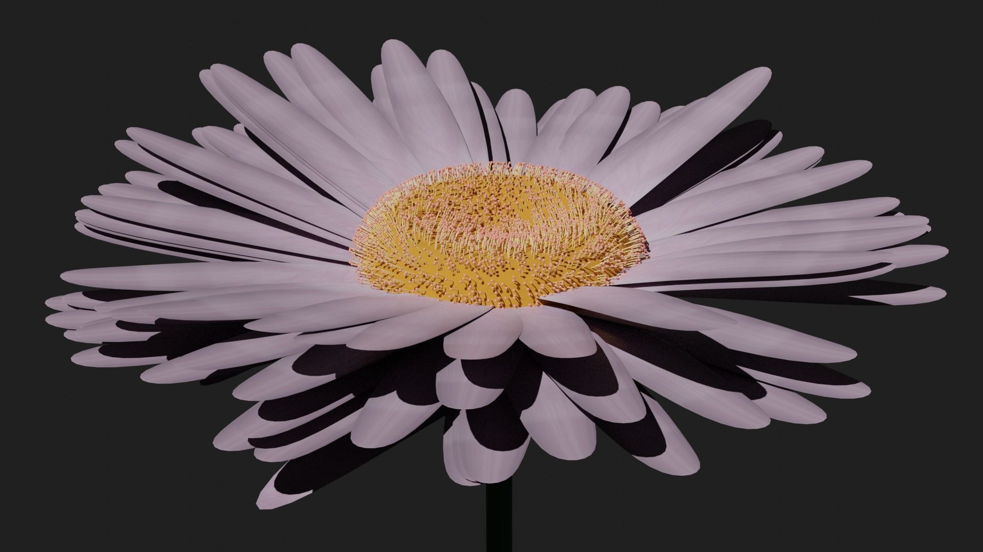 Purple Daisy 3D model_1