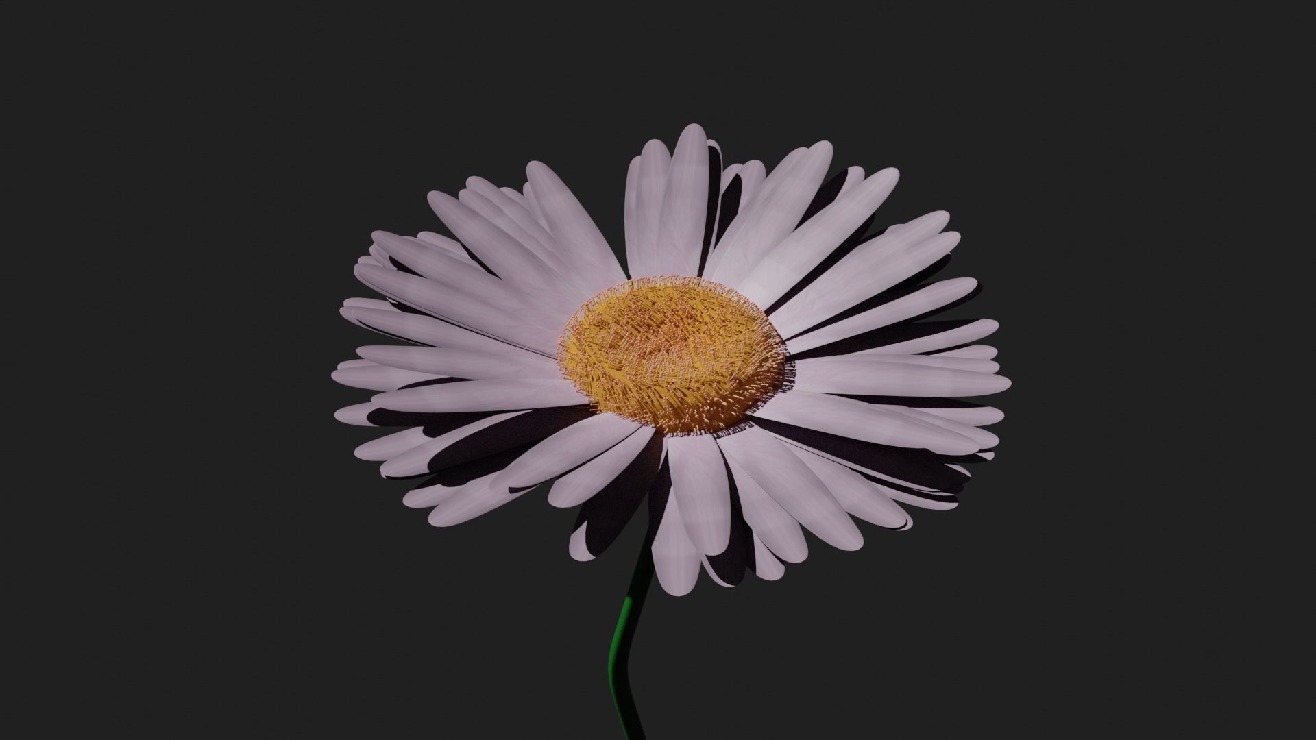 Purple Daisy 3D model_4