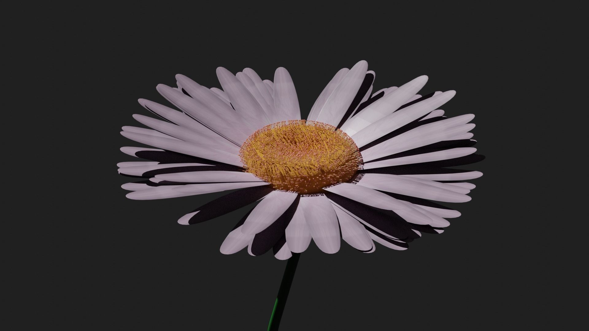 Purple Daisy 3D model_6