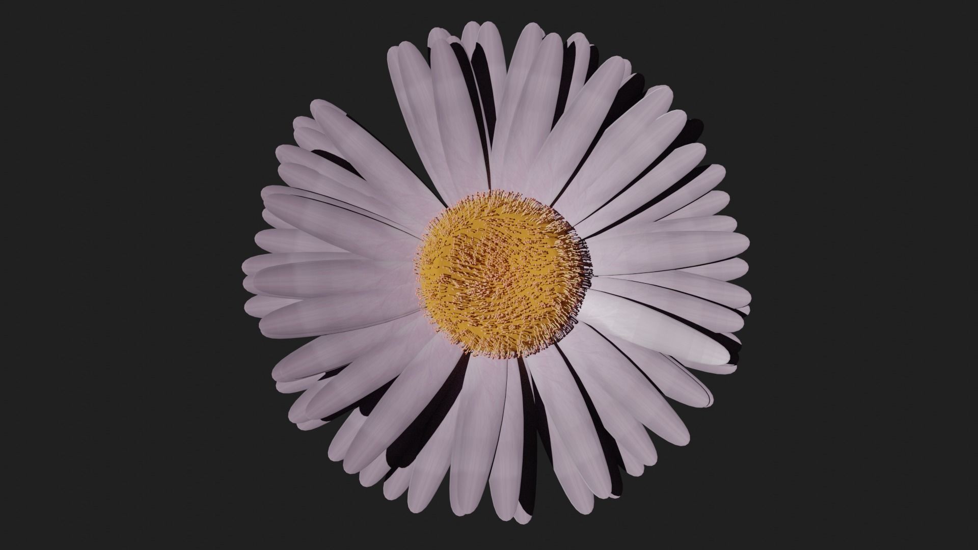 Purple Daisy 3D model_2