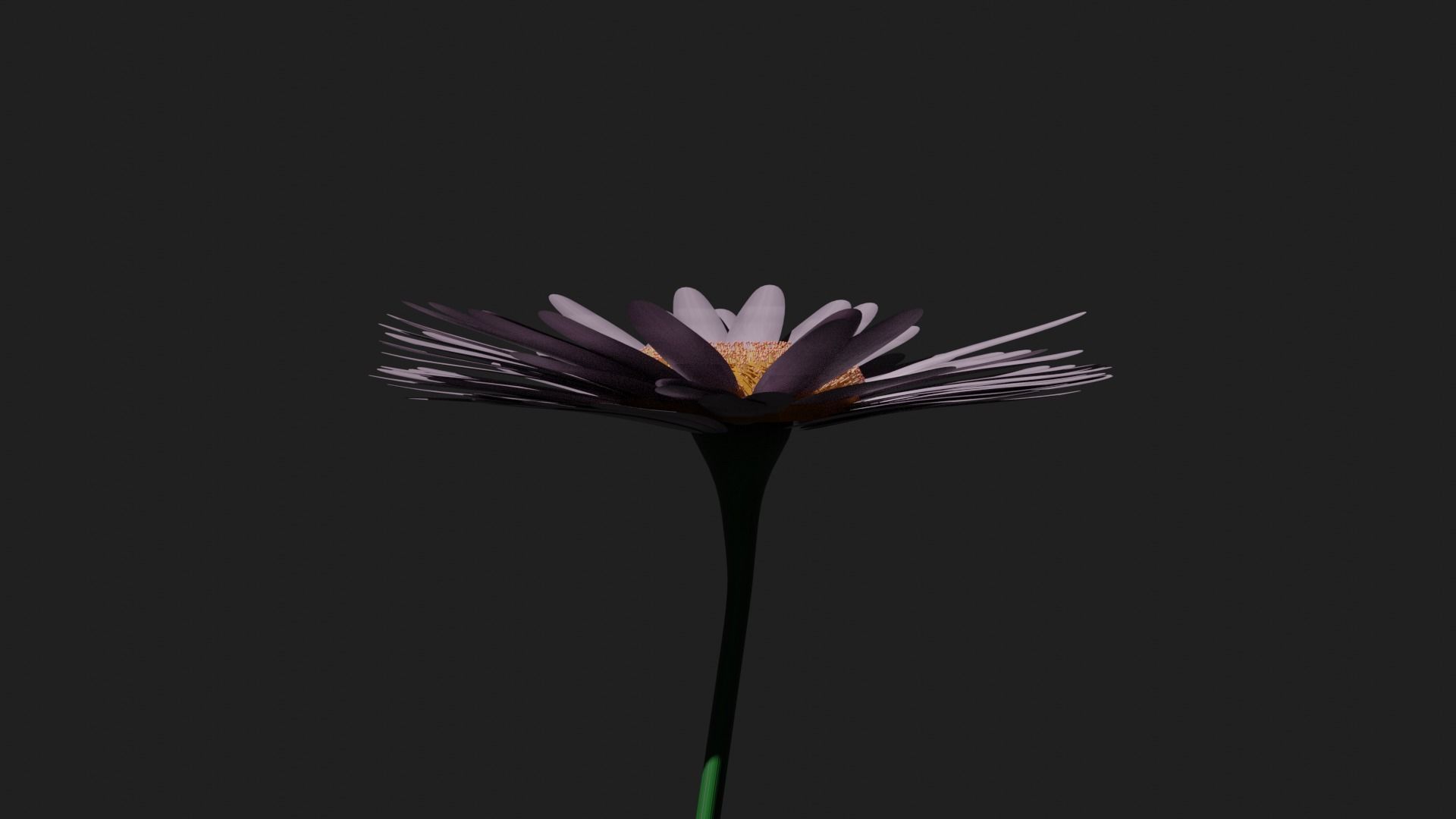 Purple Daisy 3D model_3