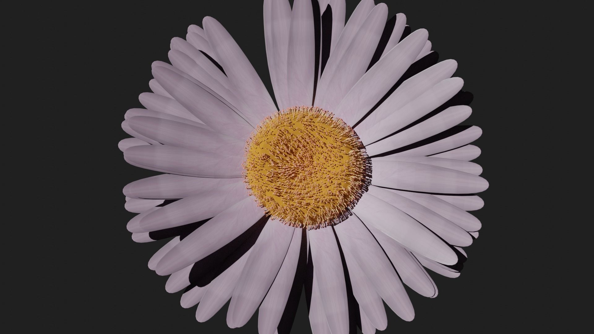 Purple Daisy 3D model_5