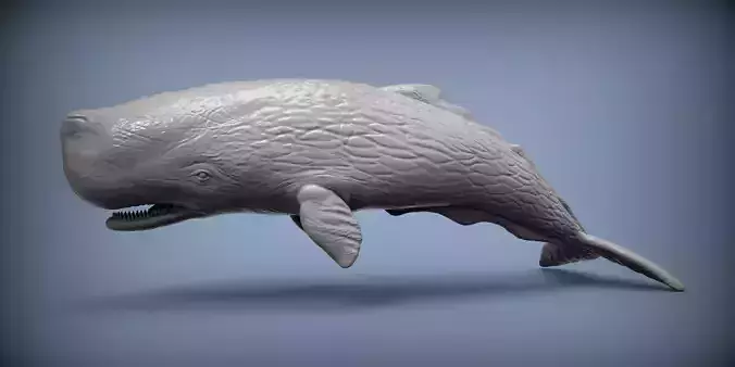 Sperm whale