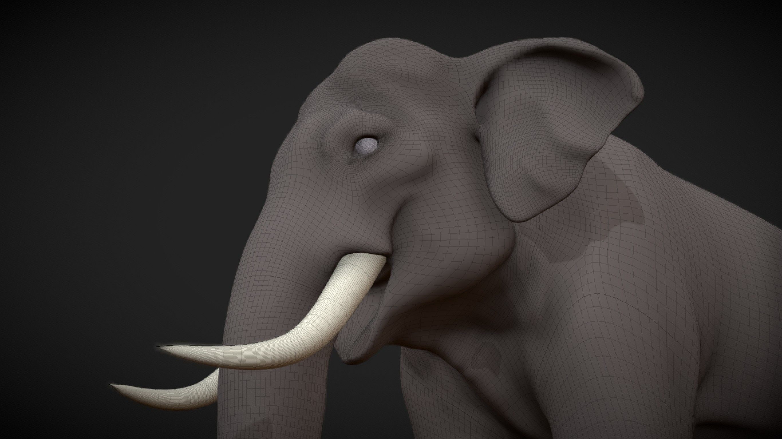 Asian Elephant male Base Mesh Low-poly 3D model_14