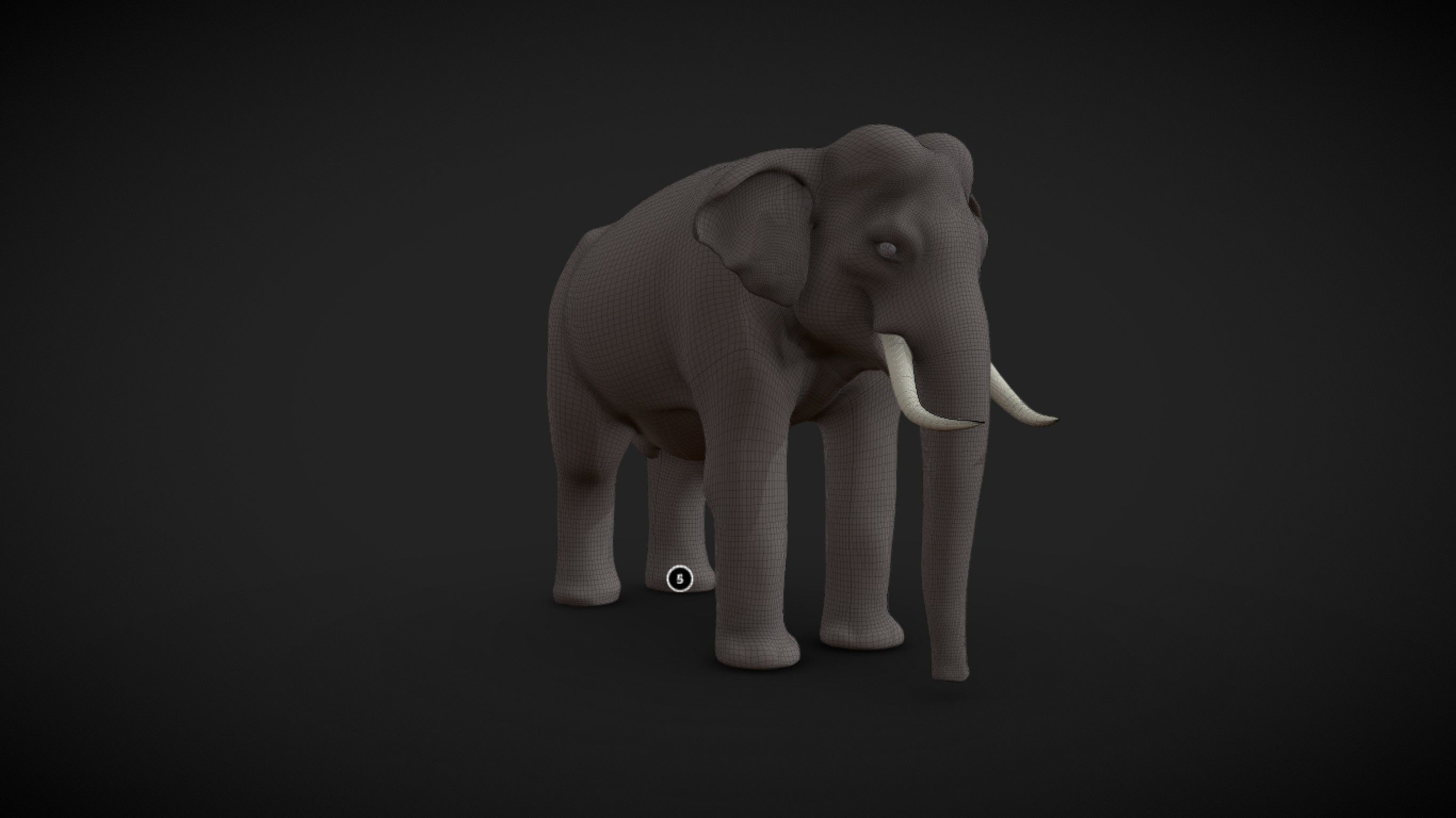 Asian Elephant male Base Mesh Low-poly 3D model_4