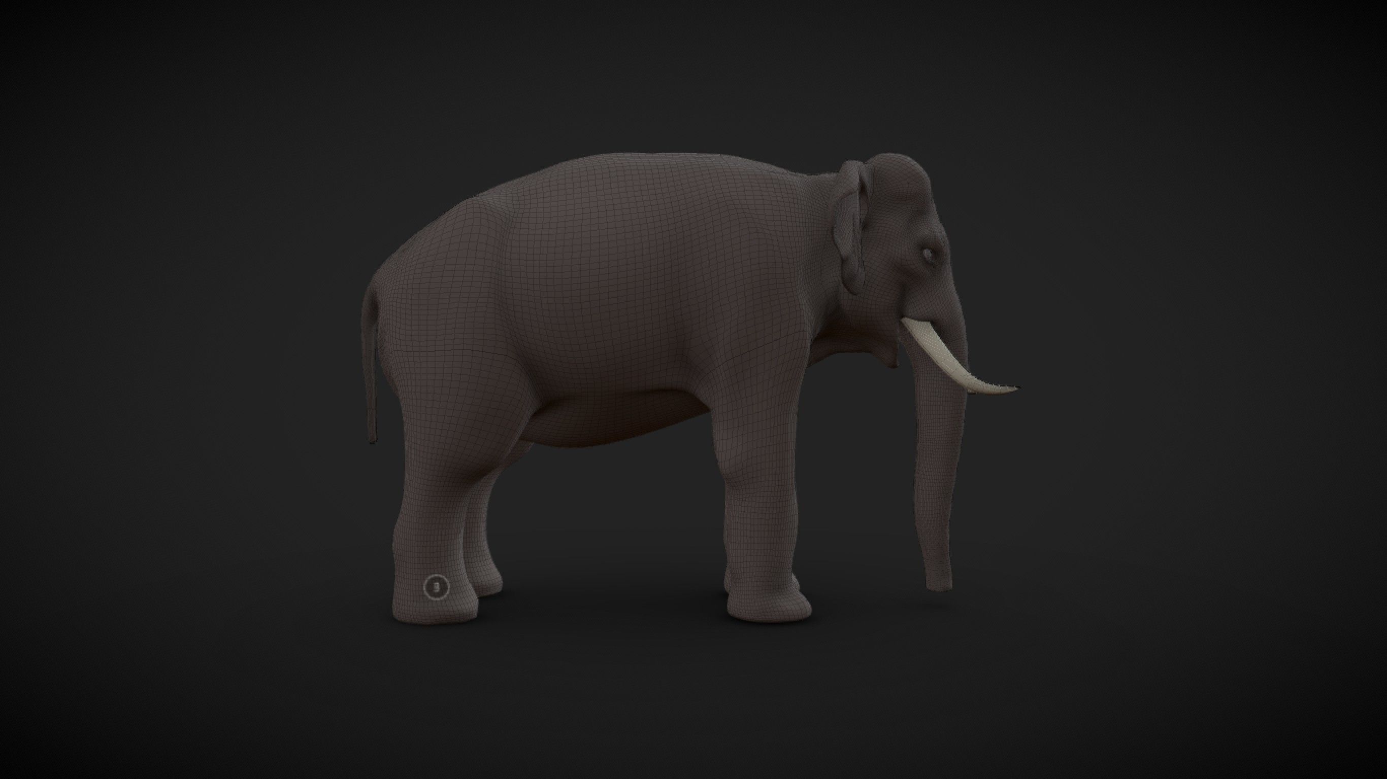 Asian Elephant male Base Mesh Low-poly 3D model_6