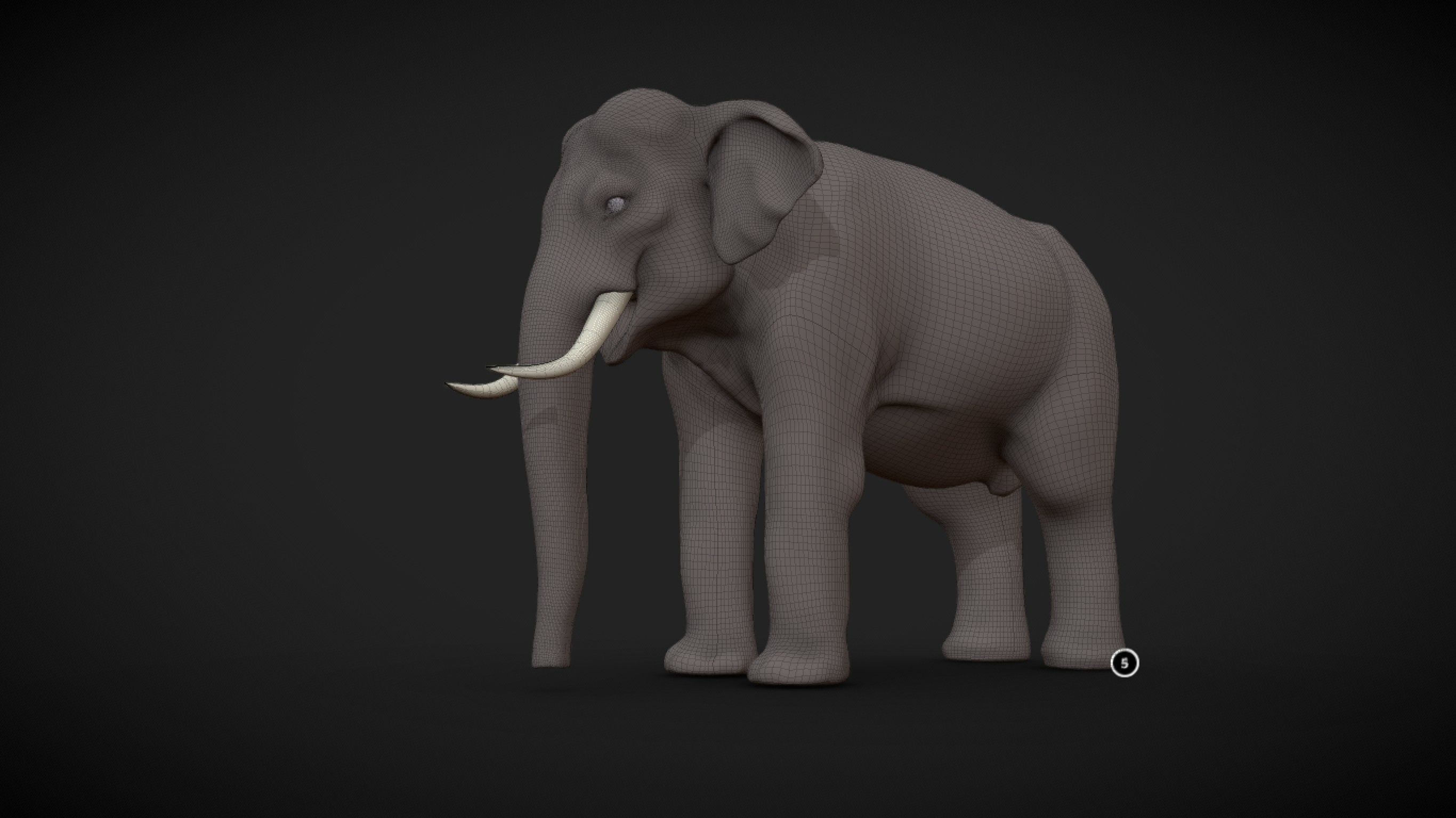 Asian Elephant male Base Mesh Low-poly 3D model_12