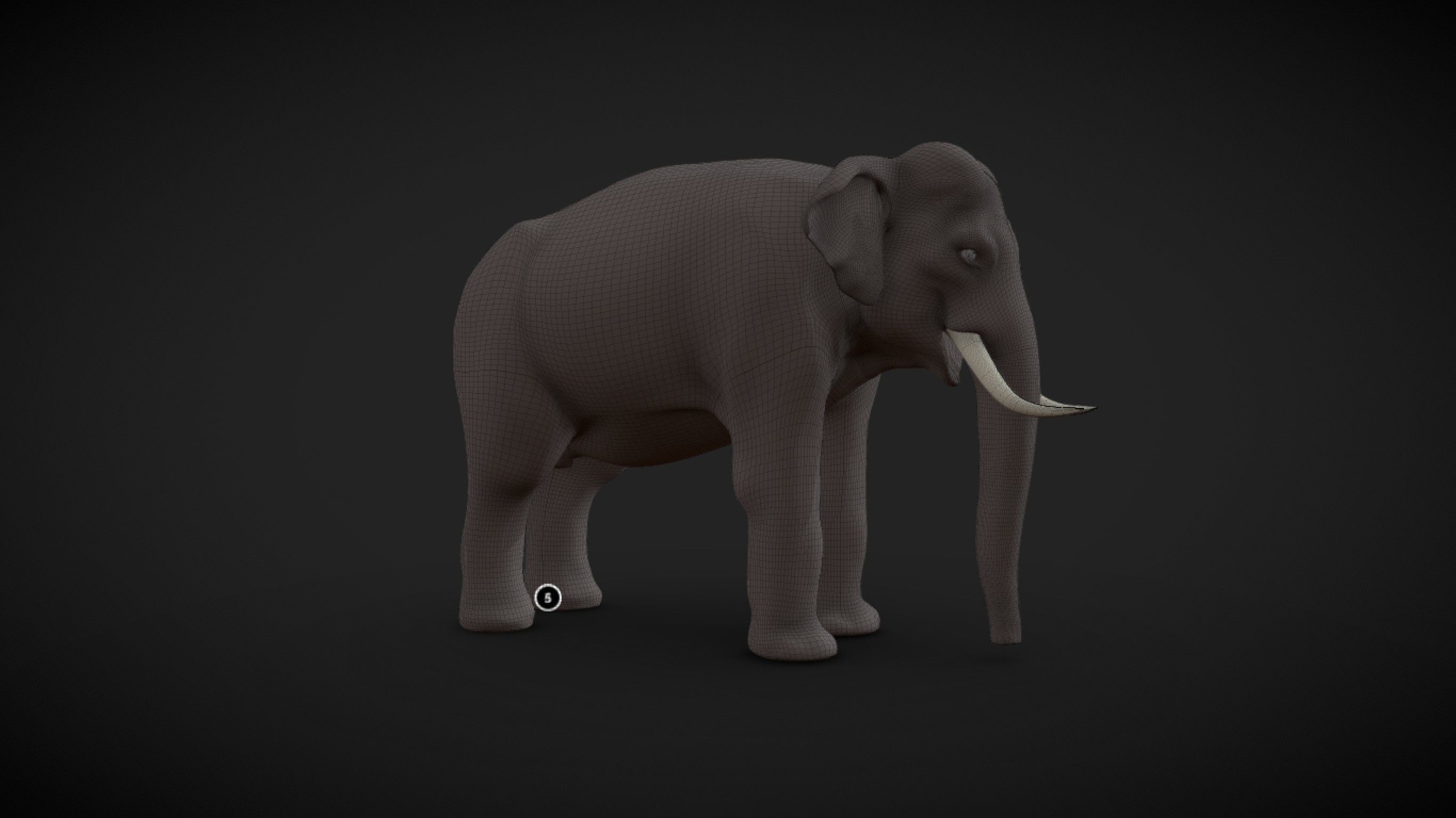 Asian Elephant male Base Mesh Low-poly 3D model_5