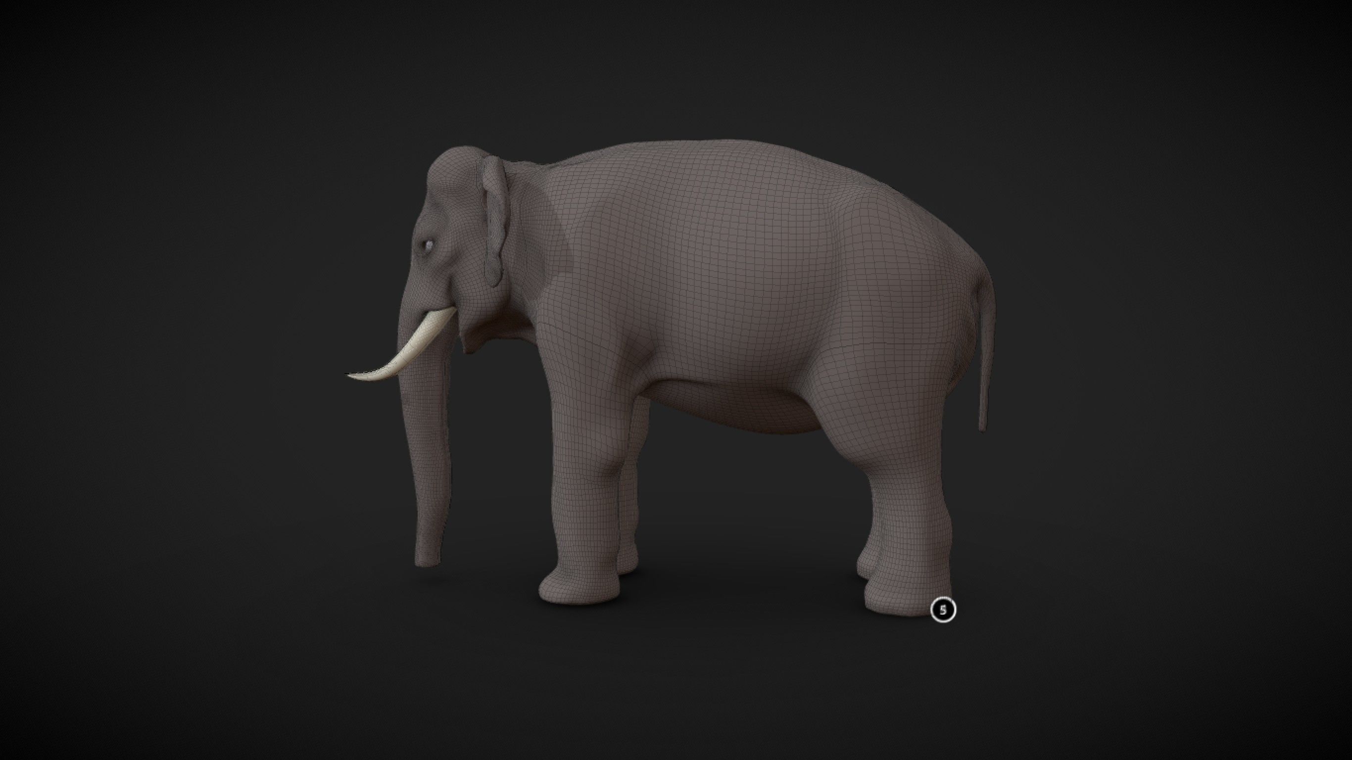 Asian Elephant male Base Mesh Low-poly 3D model_11