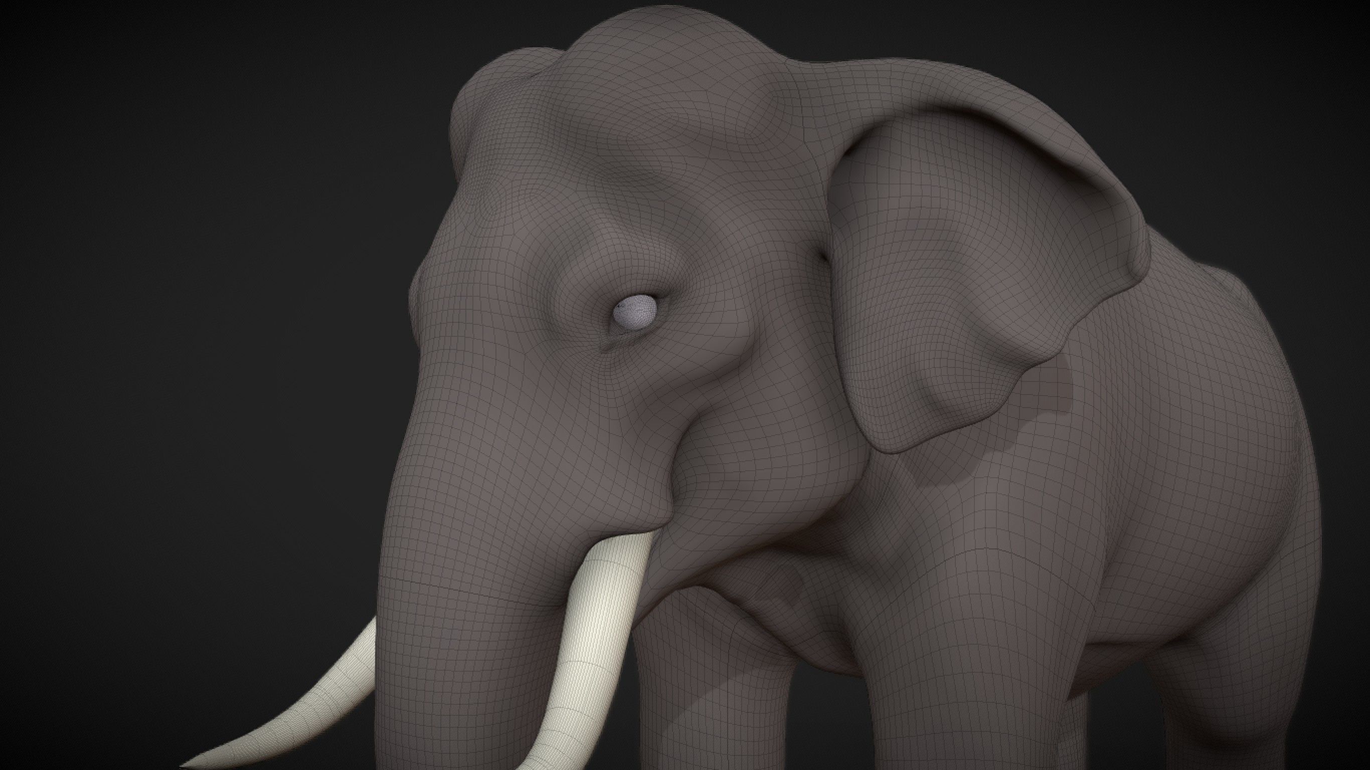 Asian Elephant male Base Mesh Low-poly 3D model_13