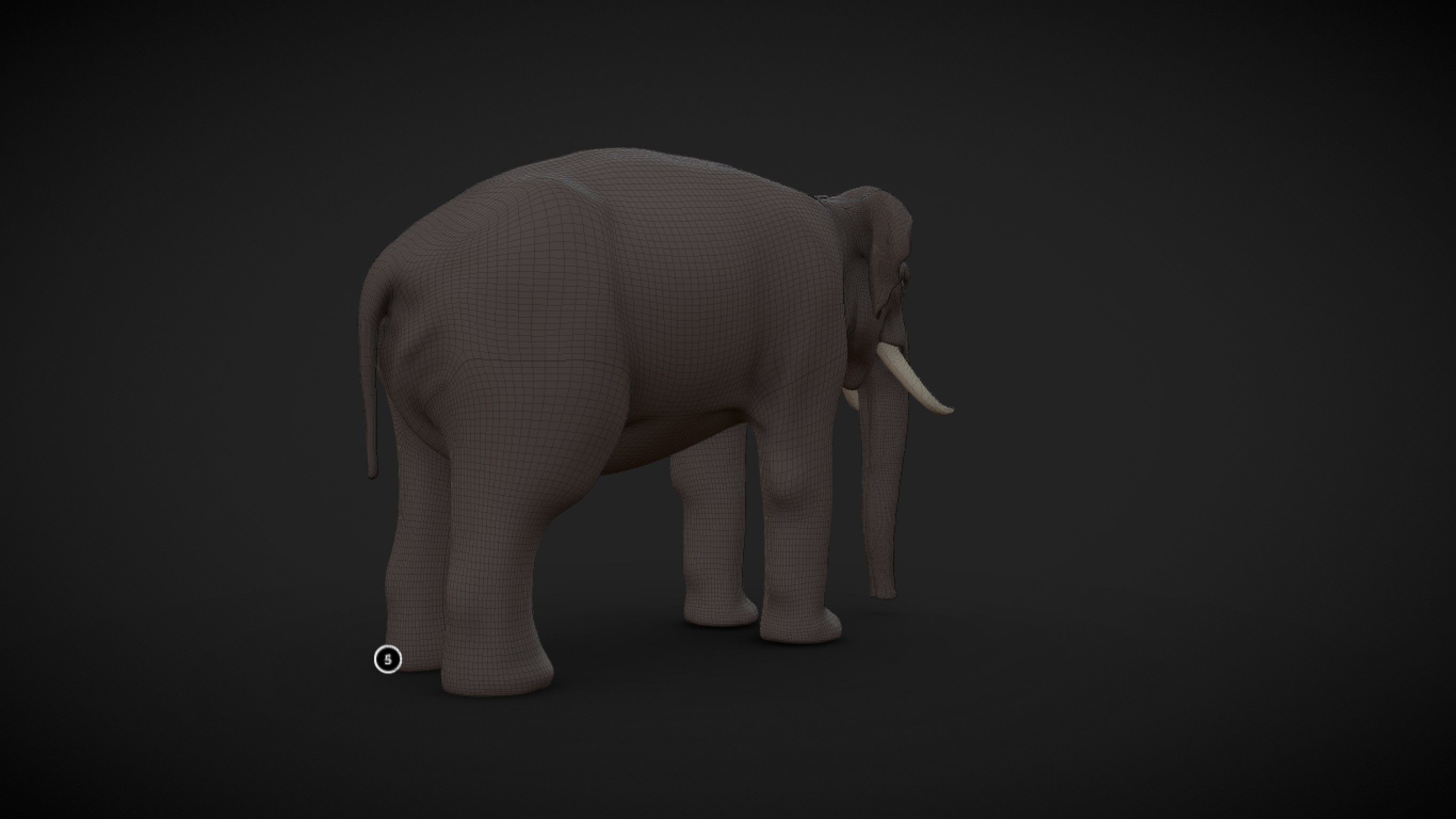 Asian Elephant male Base Mesh Low-poly 3D model_7
