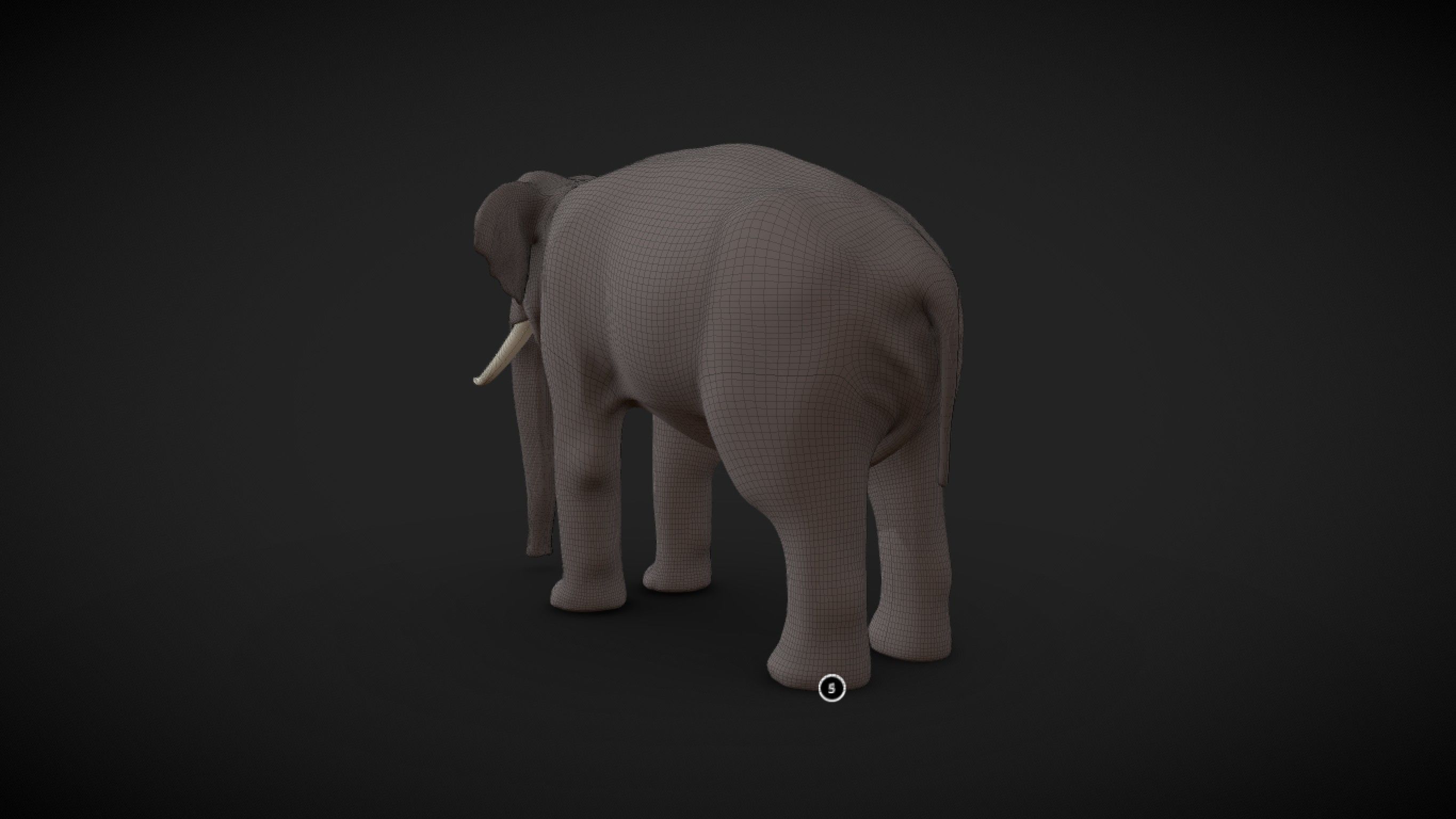 Asian Elephant male Base Mesh Low-poly 3D model_10