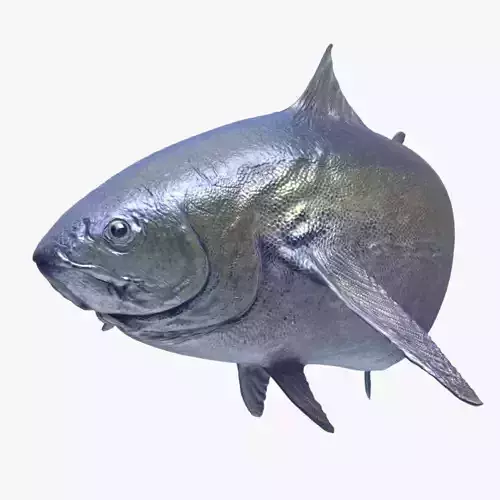 Tuna Animated 3D model