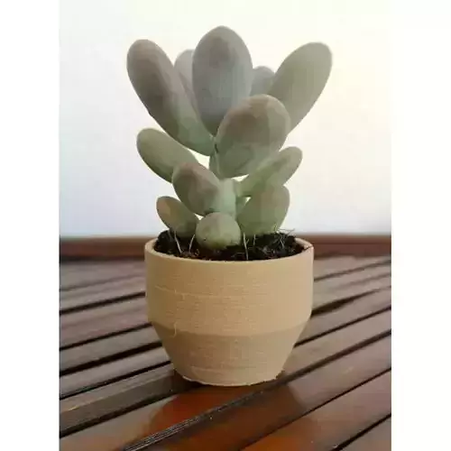 Landy vase - Basic 6