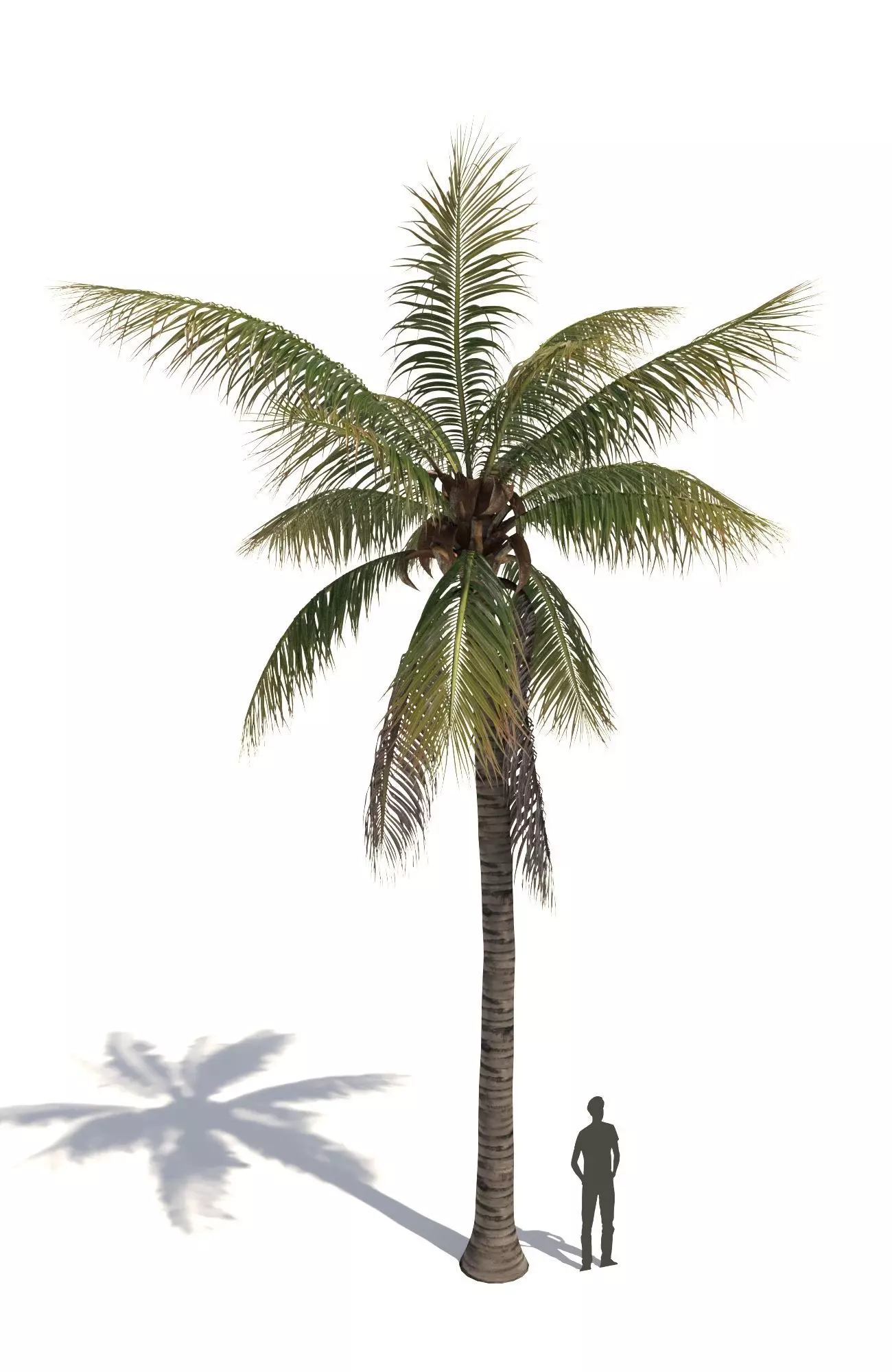 COCONUT TREE 01 - VISUALWORKS STORE - VRAY AND CORONA 3D model_0