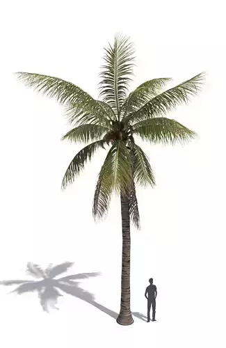 COCONUT TREE 01 - VISUALWORKS STORE - VRAY AND CORONA 3D model COCONUT TREE 01 - VISUALWORKS STORE - VRAY AND CORONA 3D model