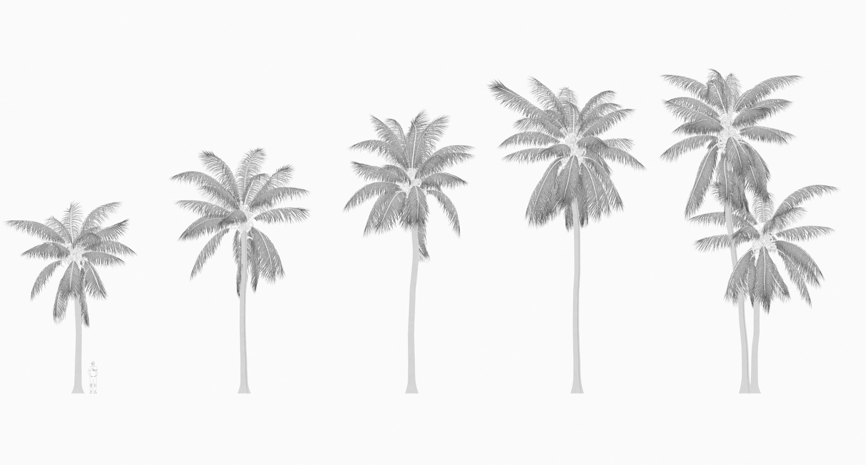 COCONUT TREE 01 - VISUALWORKS STORE - VRAY AND CORONA 3D model_8