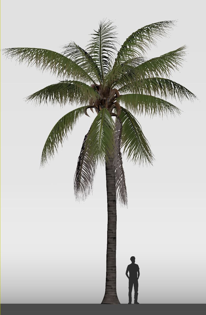 COCONUT TREE 01 - VISUALWORKS STORE - VRAY AND CORONA 3D model_5