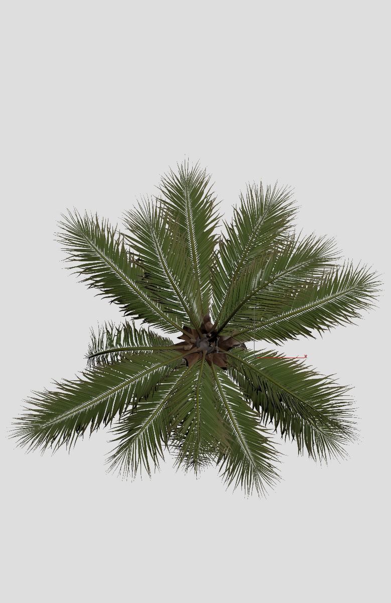 COCONUT TREE 01 - VISUALWORKS STORE - VRAY AND CORONA 3D model_6