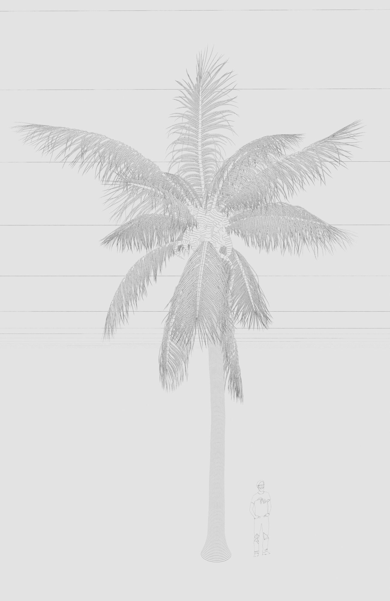 COCONUT TREE 01 - VISUALWORKS STORE - VRAY AND CORONA 3D model_2