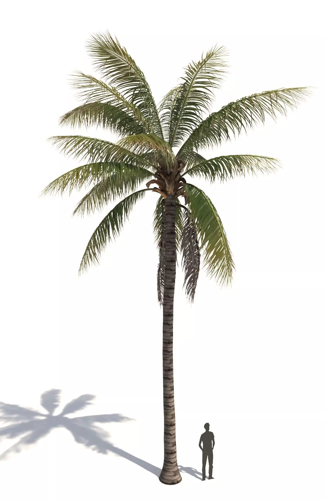 COCONUT TREE 02 - VISUALWORKS STORE - VRAY AND CORONA 3D model_0