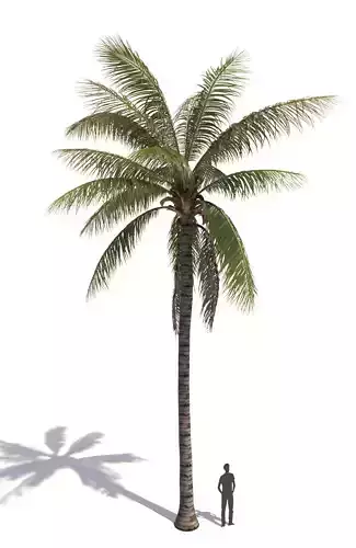 COCONUT TREE 02 - VISUALWORKS STORE - VRAY AND CORONA 3D model