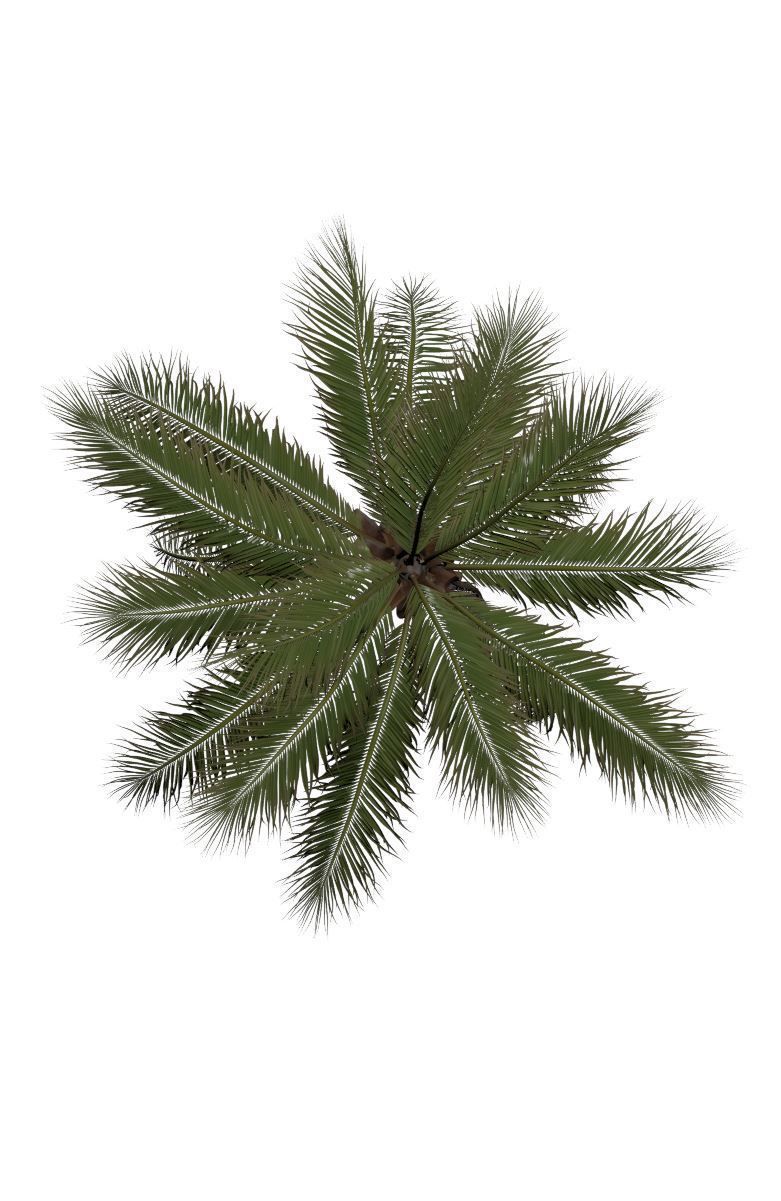 COCONUT TREE 02 - VISUALWORKS STORE - VRAY AND CORONA 3D model_6