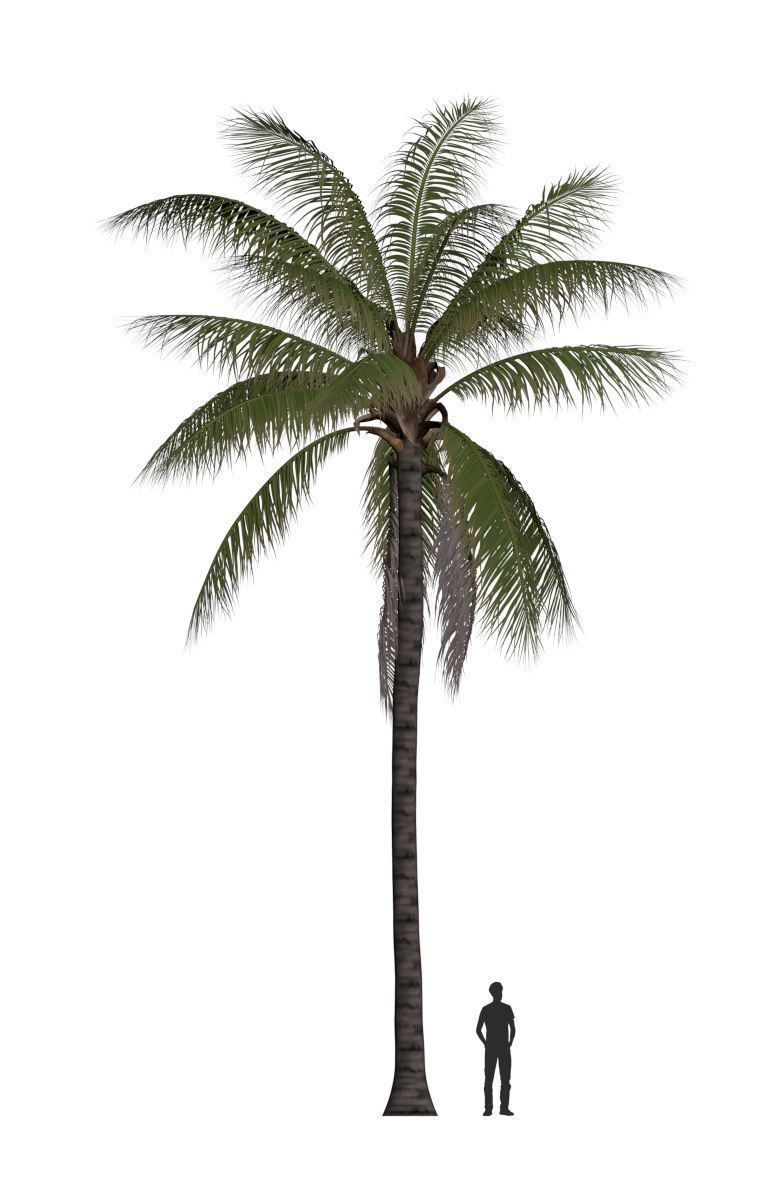 COCONUT TREE 02 - VISUALWORKS STORE - VRAY AND CORONA 3D model_5