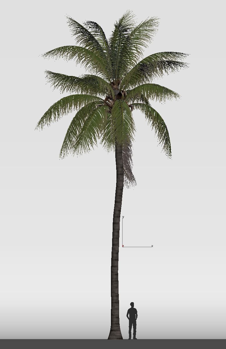 COCONUT TREE 03 - VISUALWORKS STORE - VRAY AND CORONA 3D model_5