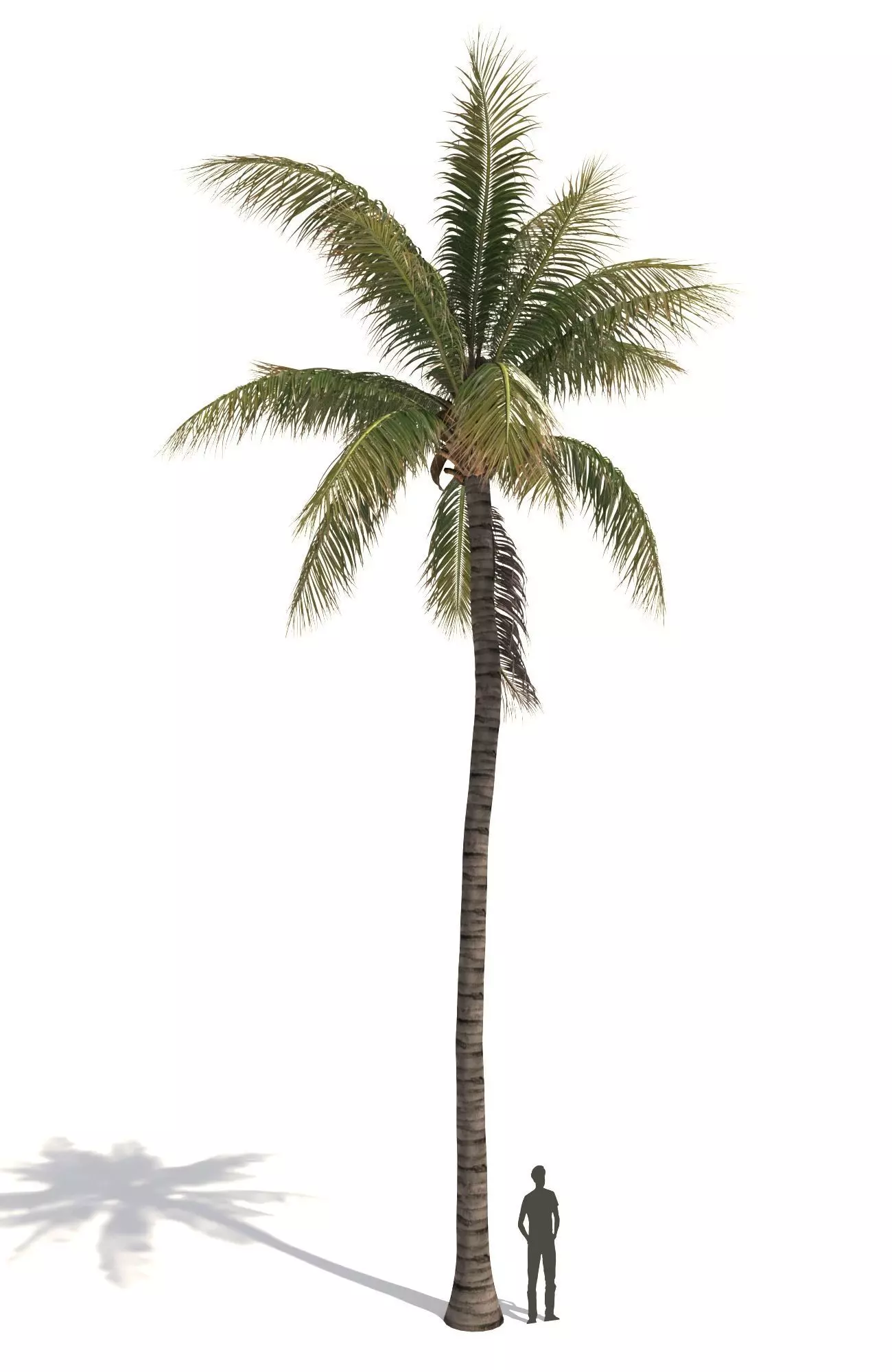 COCONUT TREE 03 - VISUALWORKS STORE - VRAY AND CORONA 3D model_0