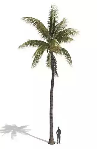 COCONUT TREE 03 - VISUALWORKS STORE - VRAY AND CORONA 3D model
