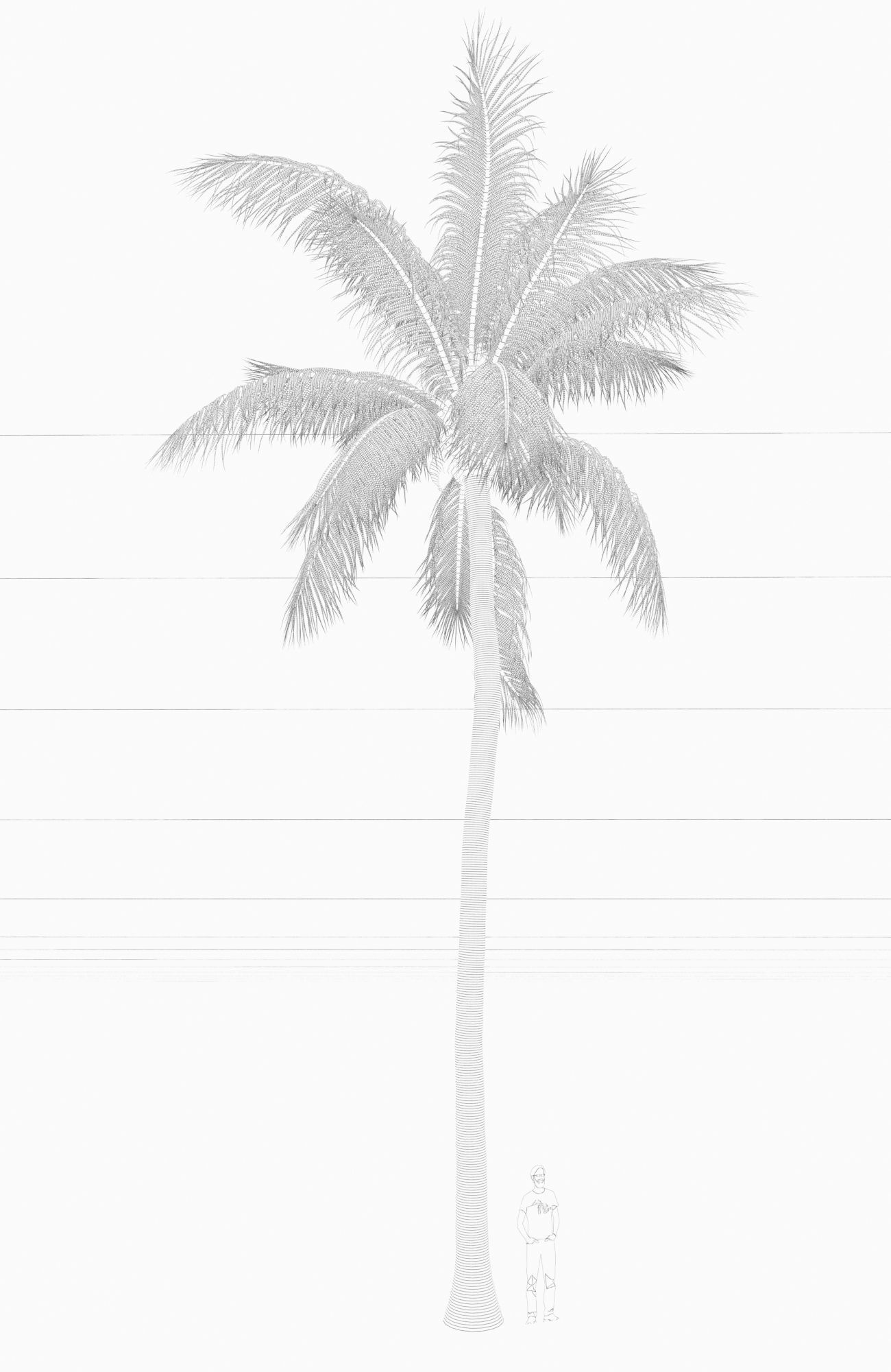 COCONUT TREE 03 - VISUALWORKS STORE - VRAY AND CORONA 3D model_2