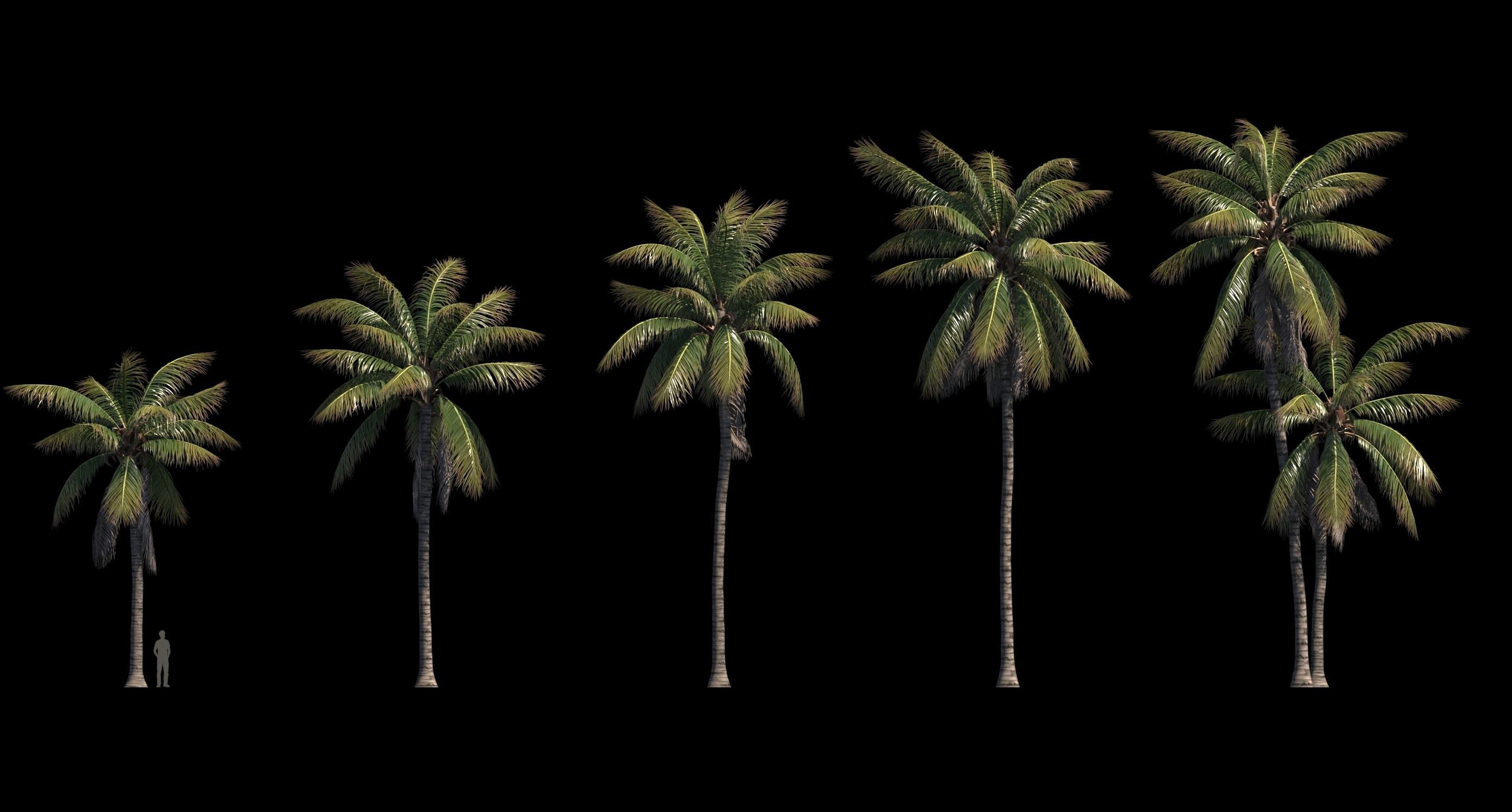 COCONUT TREE 03 - VISUALWORKS STORE - VRAY AND CORONA 3D model_7