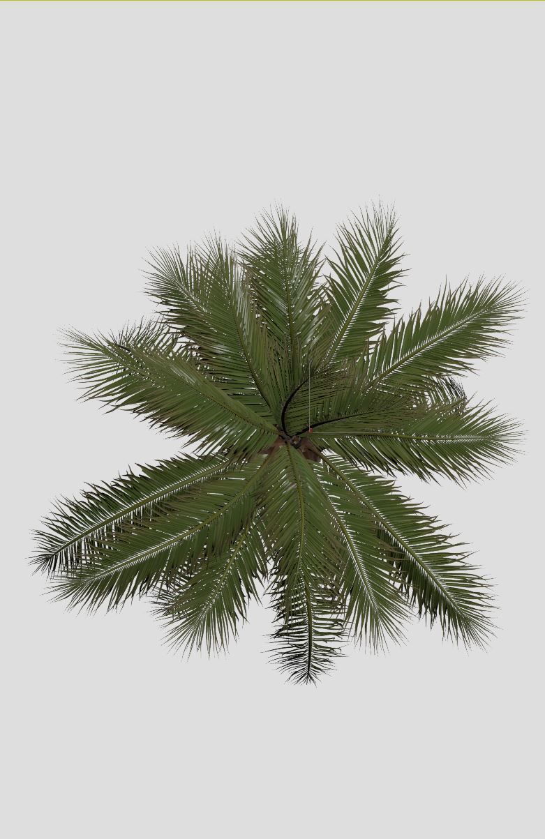 COCONUT TREE 03 - VISUALWORKS STORE - VRAY AND CORONA 3D model_6