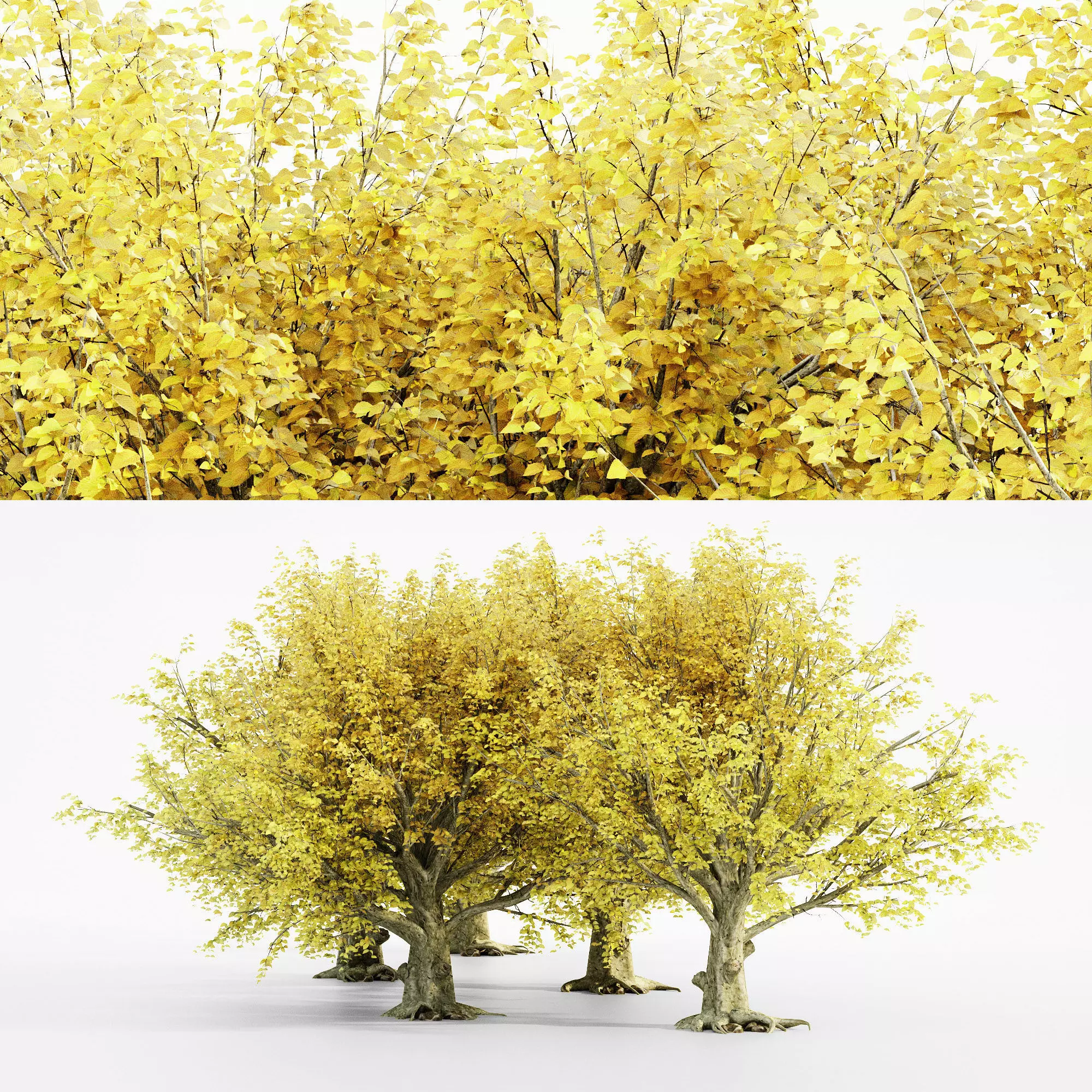 American Beech Fall Free 3D model