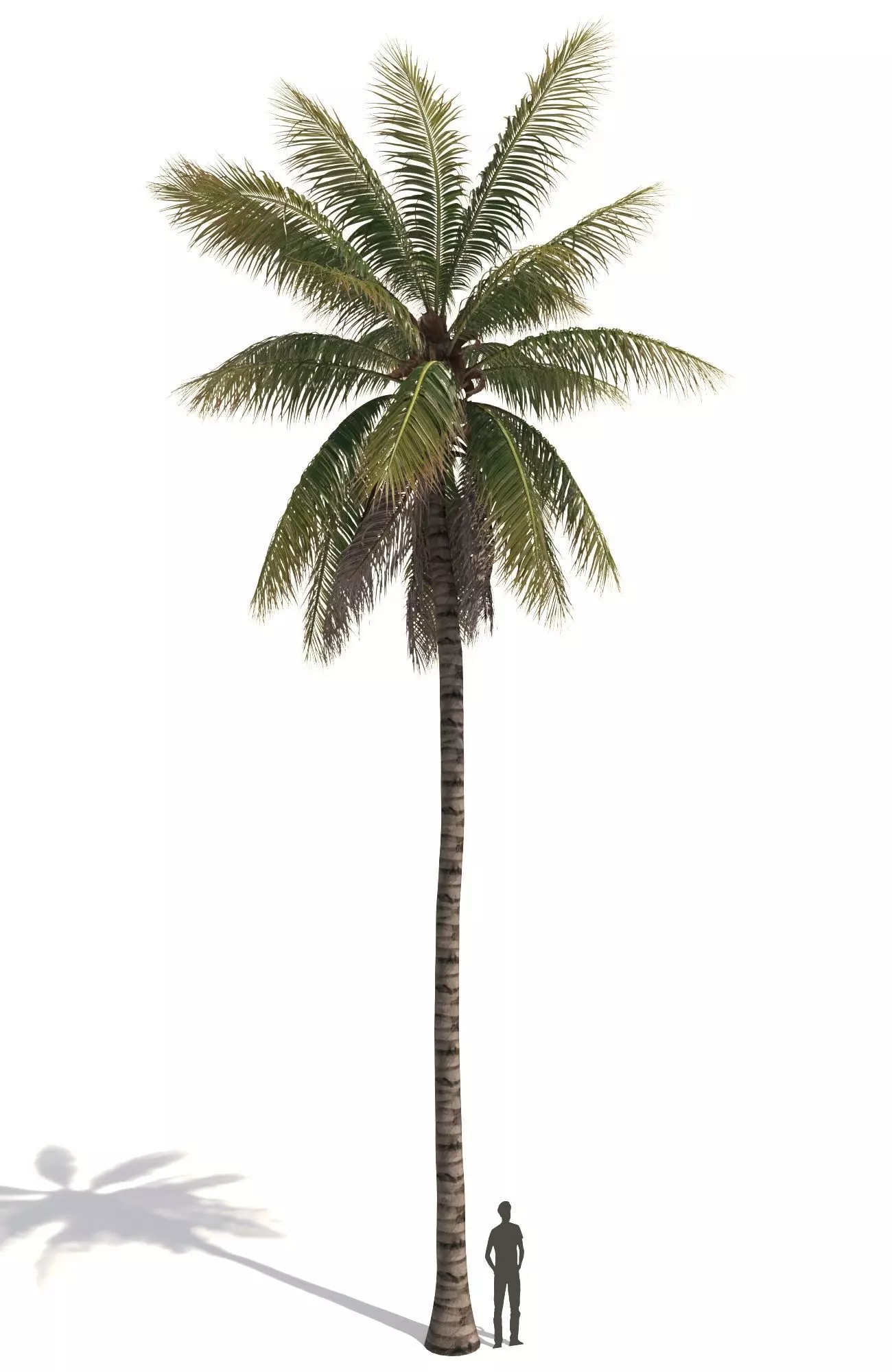 COCONUT TREE 04 - VISUALWORKS STORE - VRAY AND CORONA 3D model_0