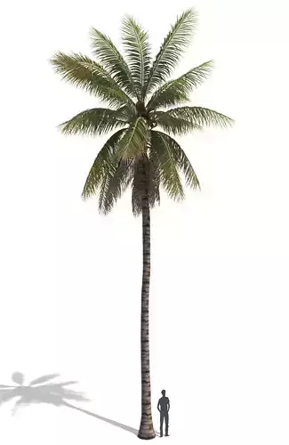 COCONUT TREE 04 - VISUALWORKS STORE - VRAY AND CORONA 3D model