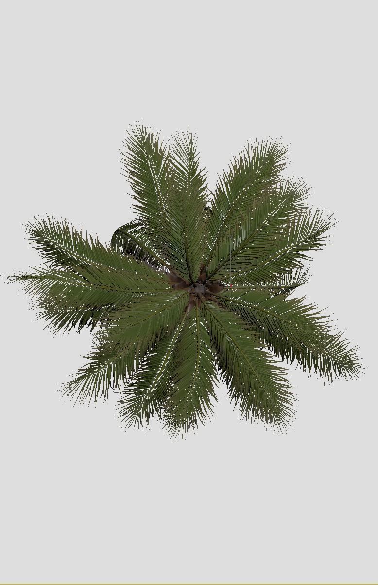 COCONUT TREE 04 - VISUALWORKS STORE - VRAY AND CORONA 3D model_6