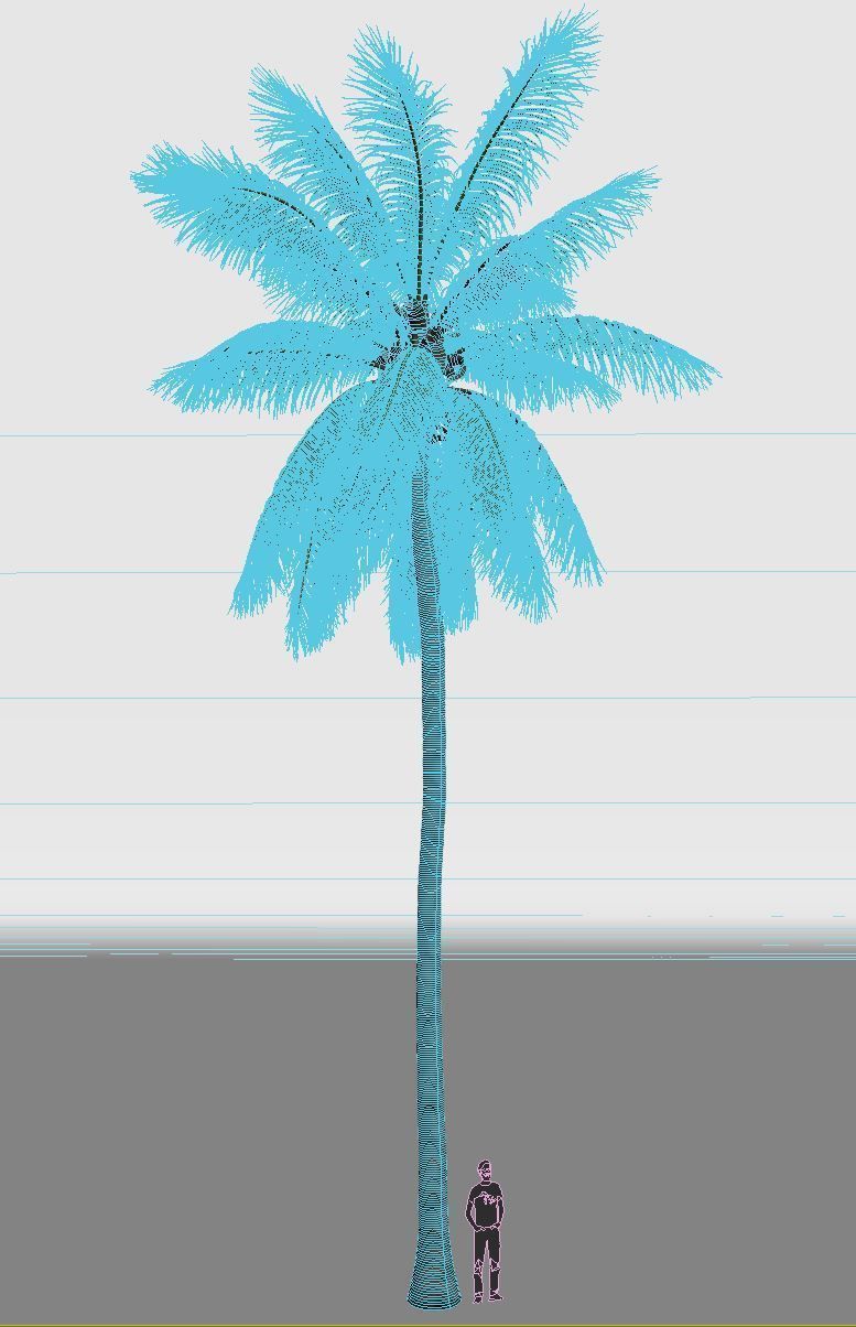 COCONUT TREE 04 - VISUALWORKS STORE - VRAY AND CORONA 3D model_4