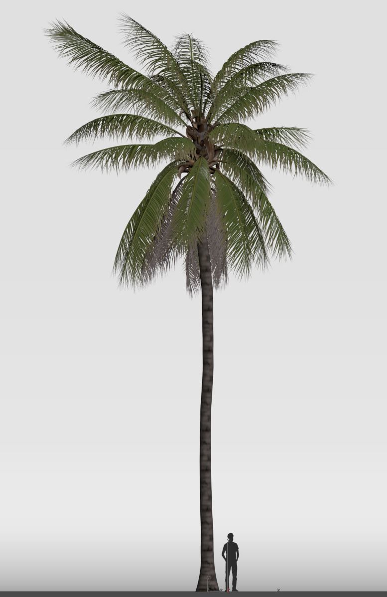 COCONUT TREE 04 - VISUALWORKS STORE - VRAY AND CORONA 3D model_5